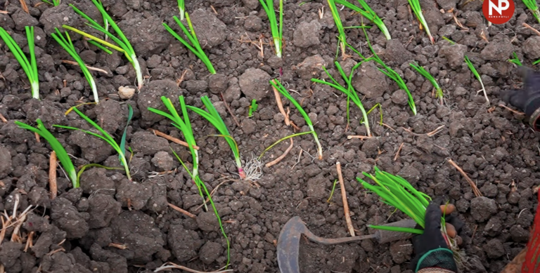 खरीफ प्याज